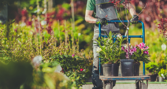 plants and shrubs in nursery