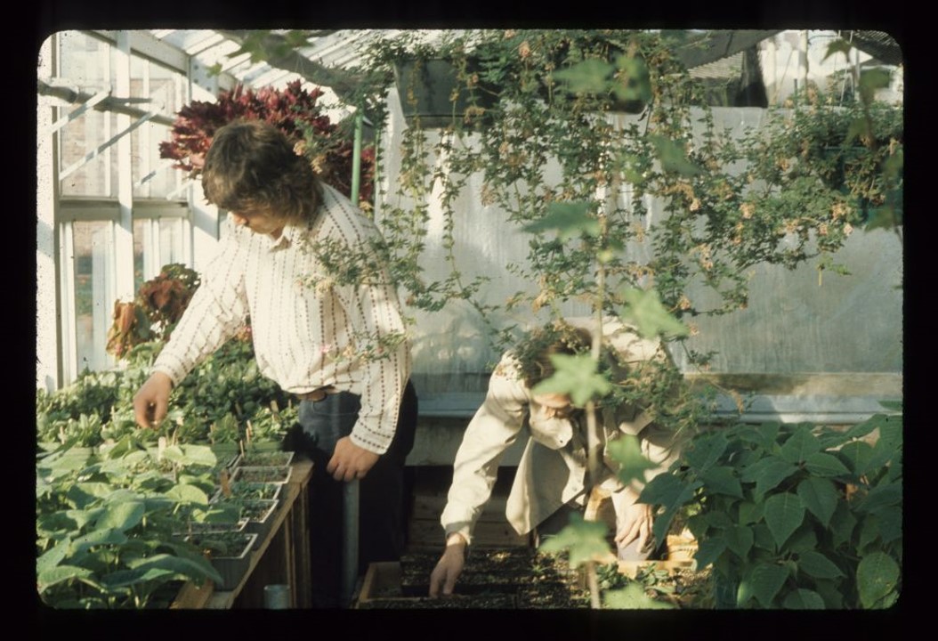 Greenhouse circa 1970's