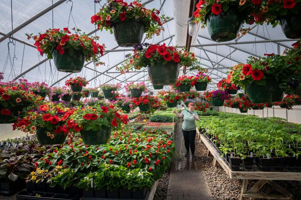 A person waters plants inside the Hennepin Tech greenhouse, surrounded by vibrant hanging flower baskets and rows of potted plants, as colorful blooms and lush greenery fill the space for the Annual Plant Sale.